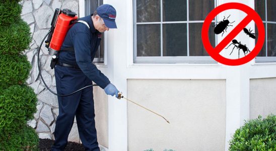 Kadıköy Fare İlaçlama böcek ilaçlama ve haşere kontrolü — ilaclama-tr.com